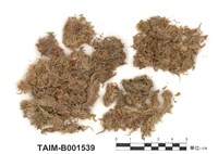 藏品(泥炭苔屬)的圖片